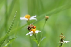 Apis mellifera
