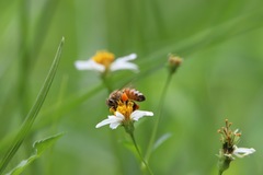 Apis mellifera