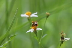 Apis mellifera