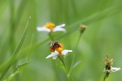 Apis mellifera
