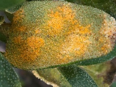 Puccinia caricis-shepherdiae