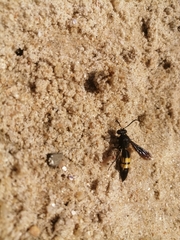 Stizoides tridentatus