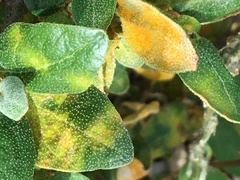 Puccinia caricis-shepherdiae