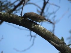 Prodotiscus regulus