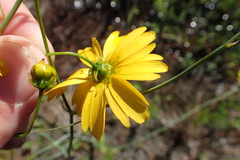 Coreopsis falcata