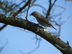 Prodotiscus regulus