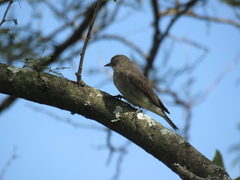 Prodotiscus regulus