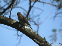 Prodotiscus regulus