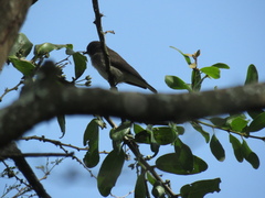 Prodotiscus regulus
