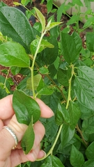 Magnoliopsida