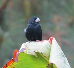Sporophila crassirostris