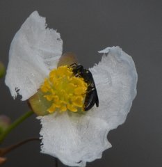 Hylaeus schwarzii