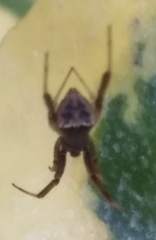 Episinus