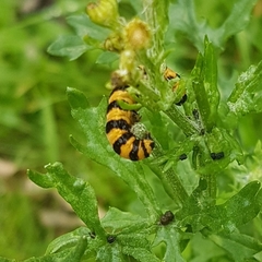 Tyria jacobaeae