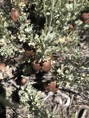 Rhopalomyia calvipomum