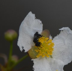Hylaeus schwarzii