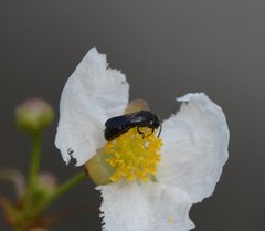 Hylaeus schwarzii