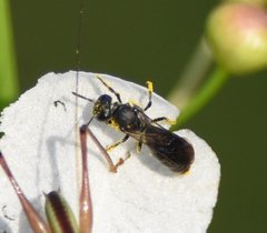 Hylaeus schwarzii