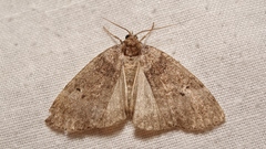 Ochropacha duplaris