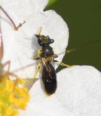 Hylaeus schwarzii