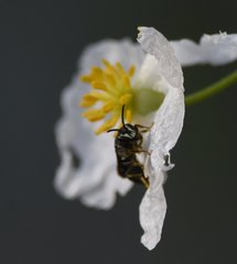 Hylaeus schwarzii