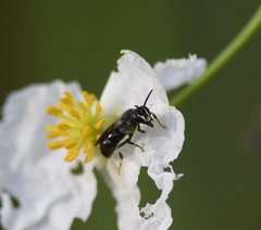 Hylaeus schwarzii