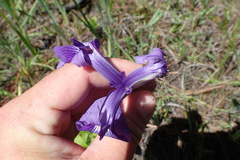 Iris tridentata