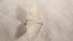 Scopula subpunctaria
