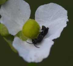 Hylaeus schwarzii