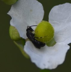 Hylaeus schwarzii