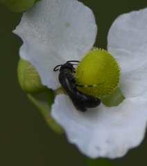 Hylaeus schwarzii
