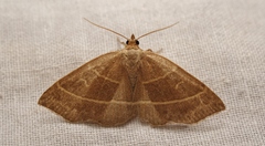 Trisateles emortualis