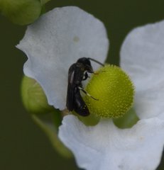 Hylaeus schwarzii
