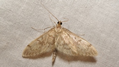 Anania lancealis