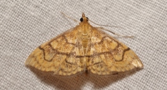 Anania verbascalis