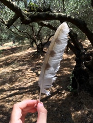 Tyto alba erlangeri