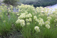 Allium flavescens