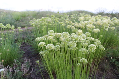 Allium flavescens