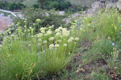 Allium flavescens