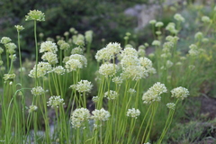 Allium flavescens