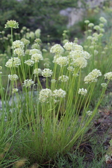 Allium flavescens