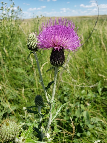Cirsium flodmanii