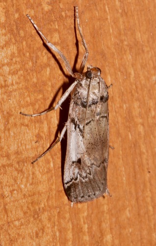 Eastern Cactus-boring Moth photo 3