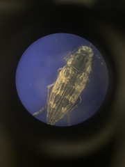 Buprestis consularis