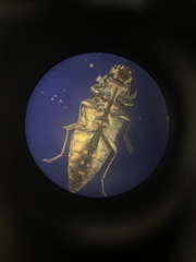 Buprestis consularis