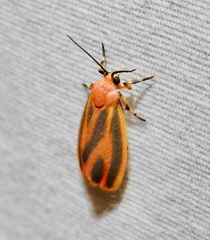 Hypoprepia miniata