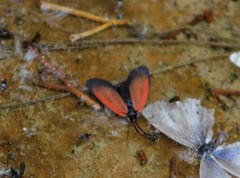 Tetraclonia dyari