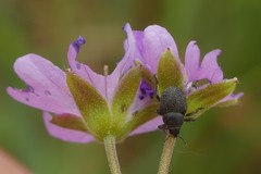 Zacladus exiguus