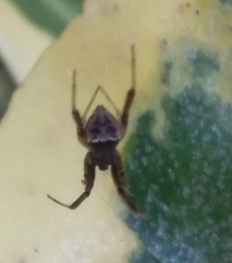 Episinus