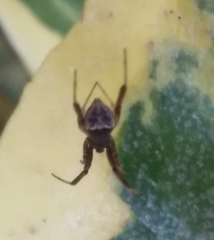 Episinus
